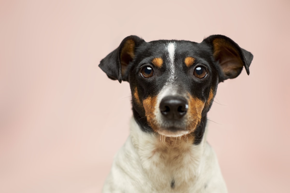 散歩する犬