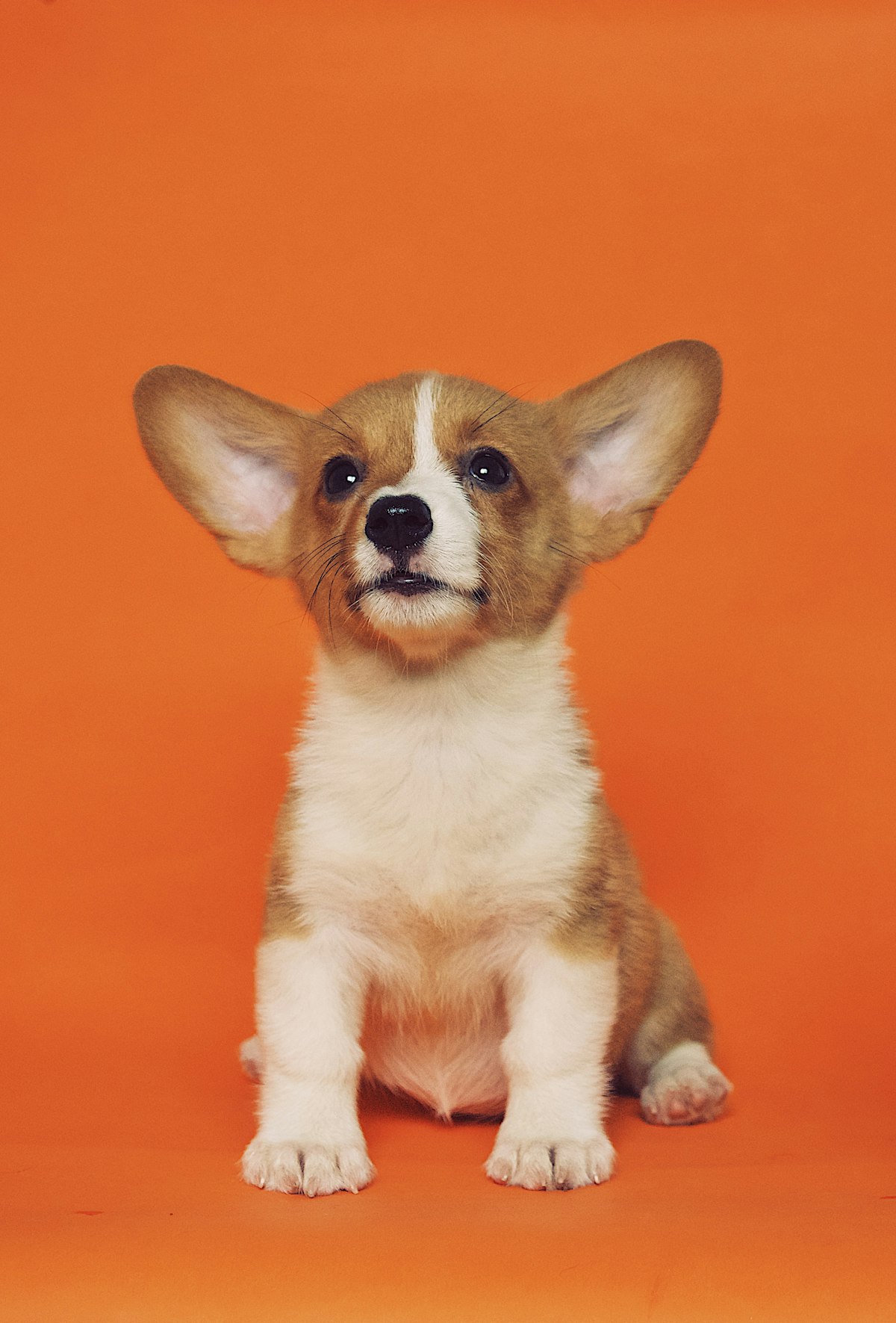 おでかけする犬