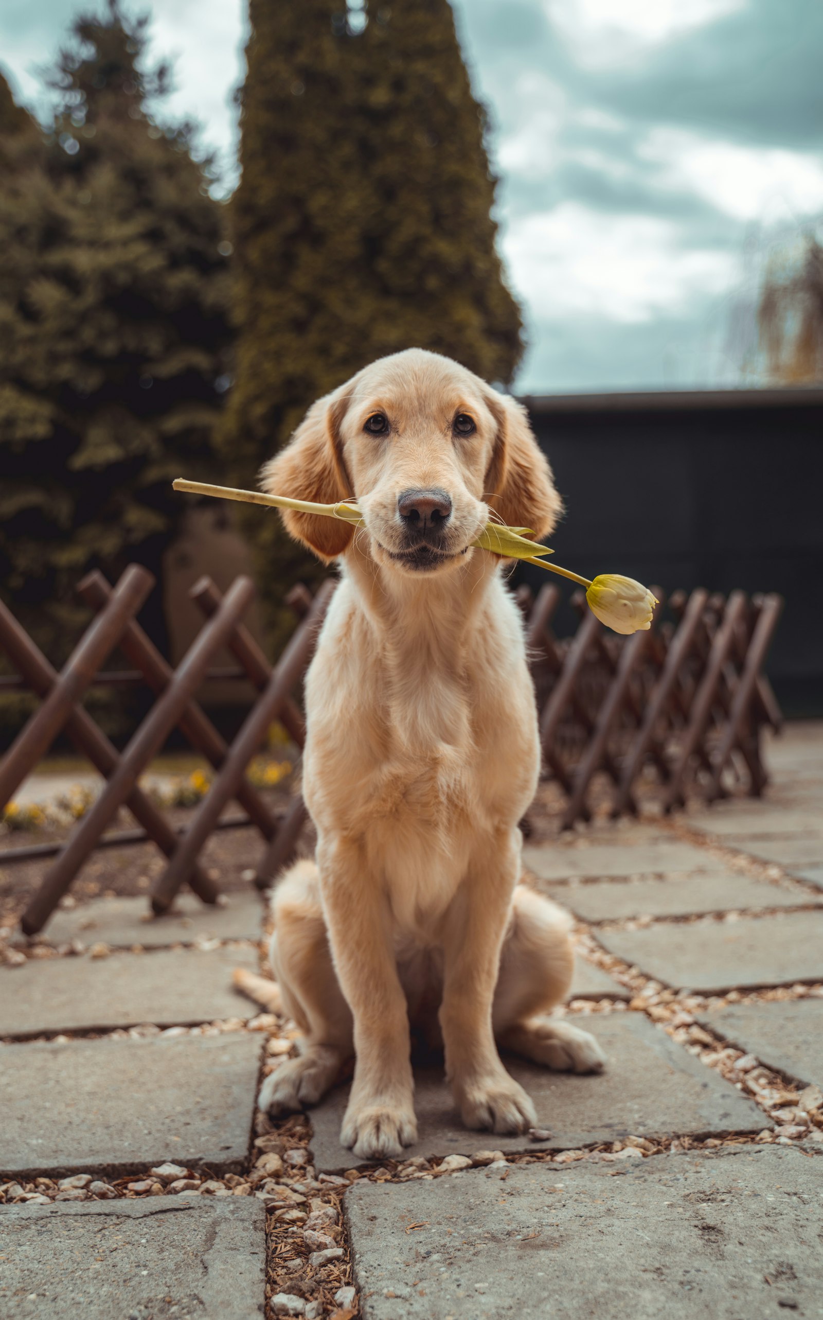 しあわせそうな犬